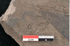 Foto (Detailansicht) von Eucalyptus oceanica Unger (NHMW-GEO-2024-0188-8033)